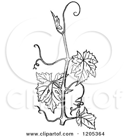 Clipart of a Vintage Black and White Vine Branch - Royalty Free Vector Illustration by Prawny Vintage