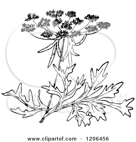 Clipart of a Vintage Black and White Wild Carrot Blossom - Royalty Free Vector Illustration by Prawny Vintage
