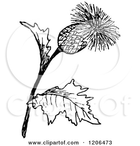 Clipart Of A Retro Vintage Black And White Thistle Flower