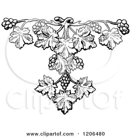 Clipart of a Vintage Black and White Grape Vine Design - Royalty Free Vector Illustration by Prawny Vintage