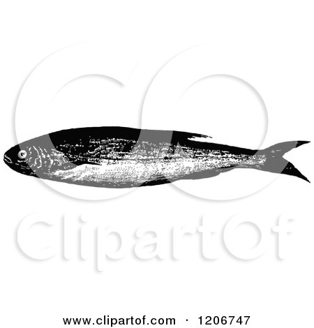 Clipart of a Vintage Black and White Bleak Fish - Royalty Free Vector Illustration by Prawny Vintage