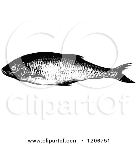 Clipart of a Vintage Black and White Dace Fish - Royalty Free Vector Illustration by Prawny Vintage