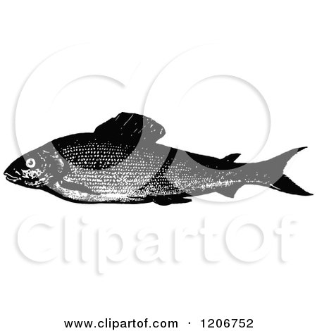 Clipart of a Vintage Black and White Grayling Fish - Royalty Free Vector Illustration by Prawny Vintage