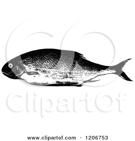 Clipart of a Vintage Black and White Roach Fish - Royalty Free Vector Illustration by Prawny Vintage
