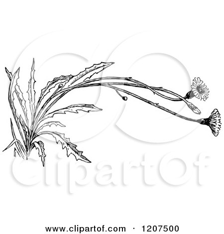 Clipart of a Vintage Black and White Flowering Weed - Royalty Free Vector Illustration by Prawny Vintage