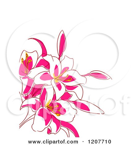Clipart of a Background of Pink Lily Flowers on White - Royalty Free Vector Illustration by Vector Tradition SM