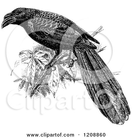 Clipart of a Vintage Black and White Grooved Bill Ani Cuckoo - Royalty Free Vector Illustration by Prawny Vintage