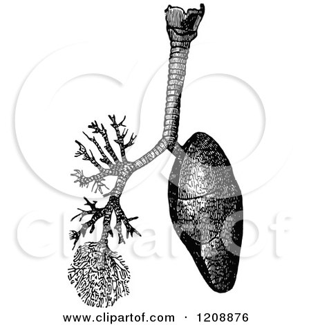 Clipart of Vintage Black and White Human Lungs and Trachea - Royalty Free Vector Illustration by Prawny Vintage