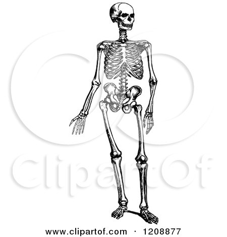 Clipart of a Vintage Black and White Human Skeleton - Royalty Free Vector Illustration by Prawny Vintage