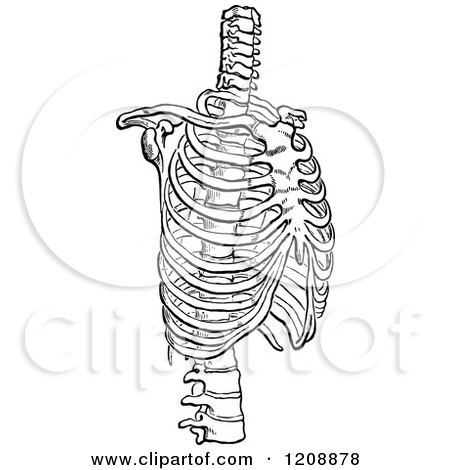 Clipart of a Vintage Black and White Human Rib Cage - Royalty Free Vector Illustration by Prawny Vintage