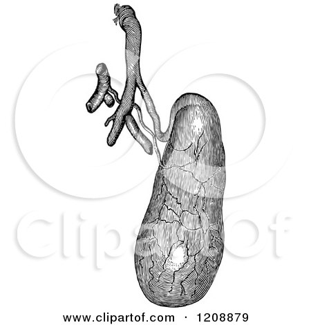 Clipart of a Vintage Black and White Human Gall Bladder - Royalty Free Vector Illustration by Prawny Vintage