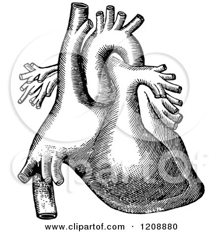 Clipart of a Vintage Black and White Human Heart - Royalty Free Vector Illustration by Prawny Vintage