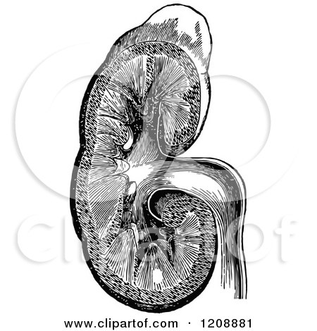 Clipart of a Vintage Black and White Human Kidney - Royalty Free Vector Illustration by Prawny Vintage