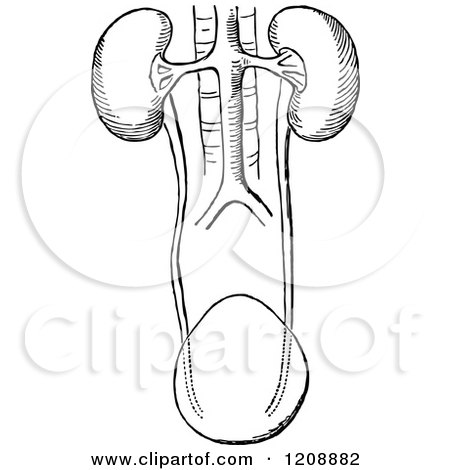 Clipart of Vintage Black and White Human Kidneys - Royalty Free Vector Illustration by Prawny Vintage