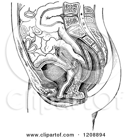 Clipart of a Vintage Black and White Female Anatomy of a Uterus - Royalty Free Vector Illustration by Prawny Vintage