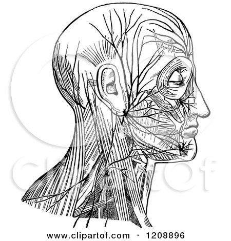 Clipart of a Vintage Black and White Diagram of Facial Nerve and Cervical Plexus - Royalty Free Vector Illustration by Prawny Vintage