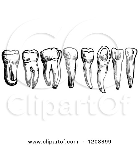 Clipart of Vintage Black and White Human Teeth - Royalty Free Vector Illustration by Prawny Vintage