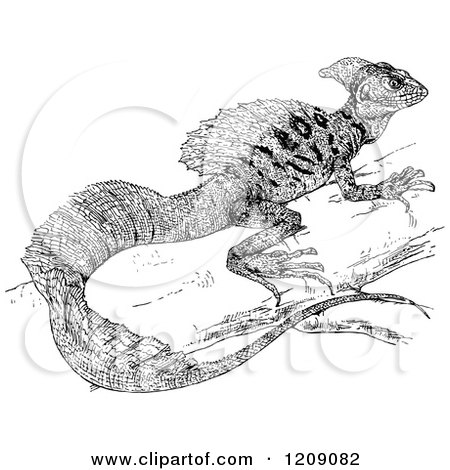 Clipart of a Vintage Black and White Basiliscus Americanus Iguana - Royalty Free Vector Illustration by Prawny Vintage