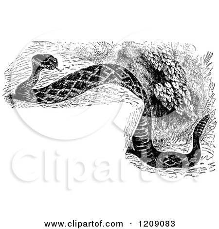Clipart of a Vintage Black and White Diamond Rattlesnake and Copyspace - Royalty Free Vector Illustration by Prawny Vintage