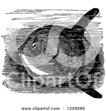 Clipart of a Vintage Black and White Sun Fish in Water - Royalty Free Vector Illustration by Prawny Vintage