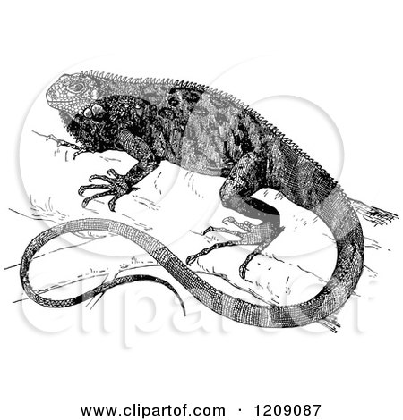 Clipart of a Vintage Black and White Iguana - Royalty Free Vector Illustration by Prawny Vintage