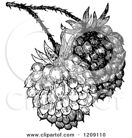 Clipart of Vintage Black and White Raspberries - Royalty Free Vector Illustration by Prawny Vintage