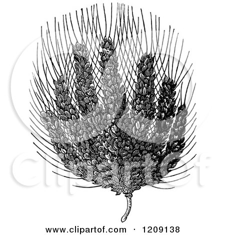Clipart of a Vintage Black and White Egyptian Wheat Bearing Seven Ears on One Stalk Described in Genesis 41v5 - Royalty Free Vector Illustration by Prawny Vintage