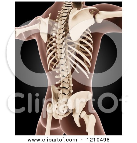Clipart of a 3d Male Skeleton Xray of the Back - Royalty Free CGI Illustration by KJ Pargeter