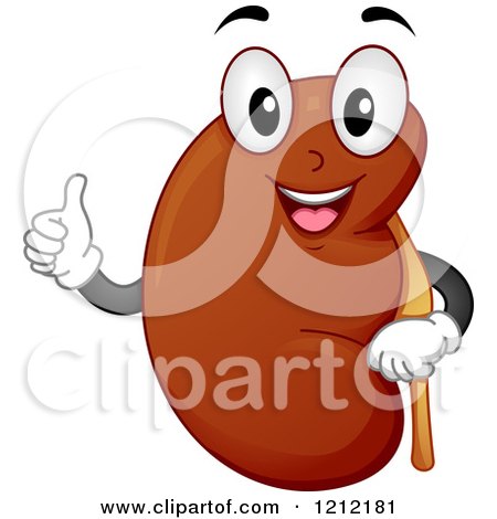 Cartoon of a Kidney Organ Mascot Holding a Thumb up - Royalty Free Vector Clipart by BNP Design Studio