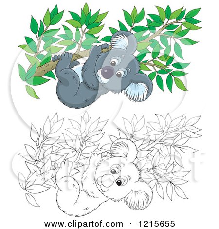 Clipart of an Outlined and Colored Cute Koala Clinging to a Tree Branch - Royalty Free Vector Illustration by Alex Bannykh