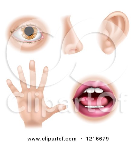 Clipart of the Five Senses Illustrated As an Eye Nose Ear Hand and Mouth - Royalty Free Vector Illustration by AtStockIllustration