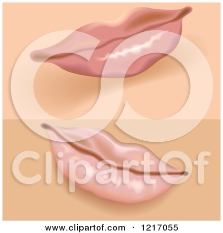Clipart of Female Lips - Royalty Free Vector Illustration by dero