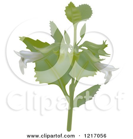 Clipart of a Lemon Balm Plant - Royalty Free Vector Illustration by dero