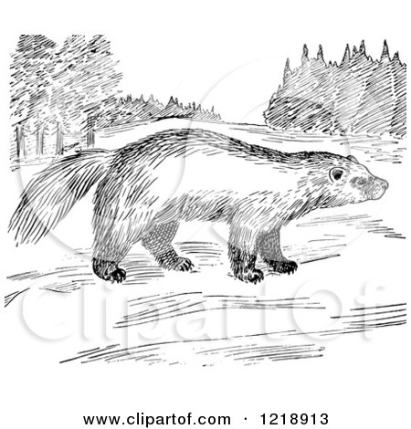 Clipart of a Black and White Wolverine in a Meadow - Royalty Free Vector Illustration by Picsburg