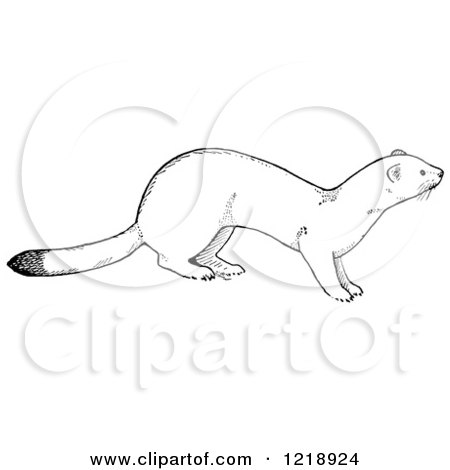Clipart of a Black and White White Weasel - Royalty Free Vector Illustration by Picsburg