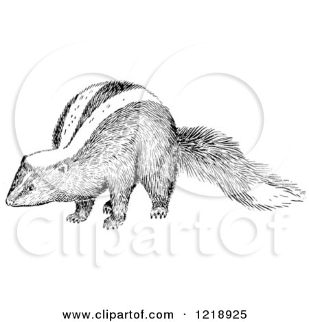 Clipart of a Black and White Sniffing Skunk - Royalty Free Vector Illustration by Picsburg