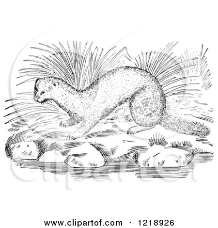 Clipart of a Black and White Mink on River Rocks - Royalty Free Vector Illustration by Picsburg