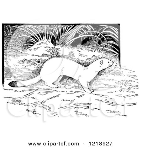 Clipart of a Black and White White Weasel in the Forest - Royalty Free Vector Illustration by Picsburg