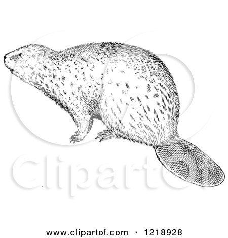Clipart of a Black and White Beaver - Royalty Free Vector Illustration by Picsburg