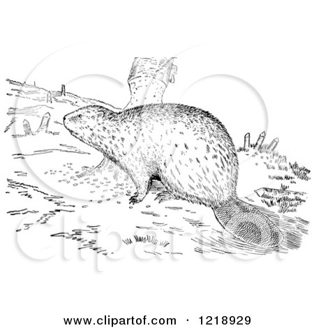 Clipart of a Black and White Beaver with Stumps - Royalty Free Vector Illustration by Picsburg