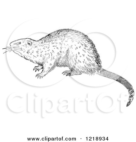 Clipart of a Black and White Muskrat - Royalty Free Vector Illustration