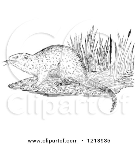 Clipart of a Black and White Muskrat on a Shore - Royalty Free Vector Illustration by Picsburg