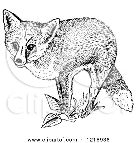 Clipart of a Black and White Red Fox and Plants - Royalty Free Vector Illustration by Picsburg