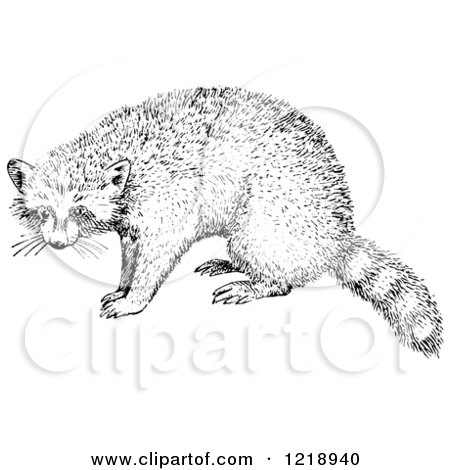 Clipart of a Black and White Raccoon - Royalty Free Vector Illustration by Picsburg