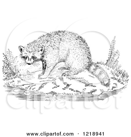 Clipart of a Black and White Raccoon on a Shore - Royalty Free Vector Illustration by Picsburg