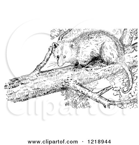 Clipart of a Black and White Opossum in a Tree - Royalty Free Vector Illustration by Picsburg