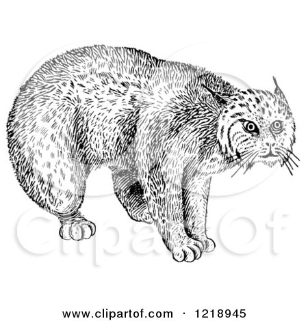 Clipart of a Black and White Bobcat - Royalty Free Vector Illustration by Picsburg
