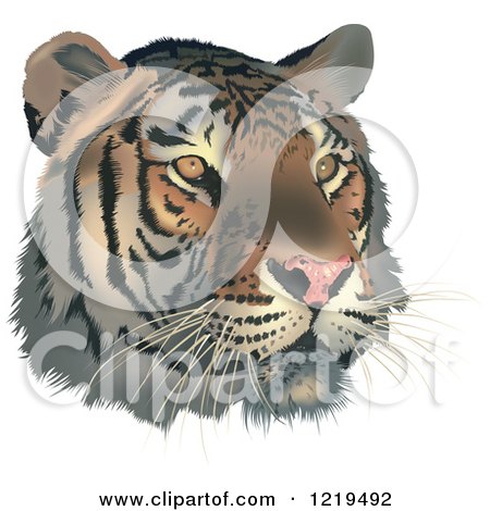 Clipart of a Tiger Face - Royalty Free Vector Illustration by dero