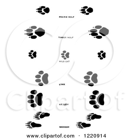 Clipart of Black and White Wolf Wildcat and Raccoon Tracks - Royalty Free Vector Illustration by Picsburg