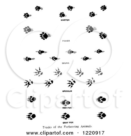 Clipart of Black and White Marten Fisher Skunk Opossum and Fox Tracks - Royalty Free Vector Illustration by Picsburg